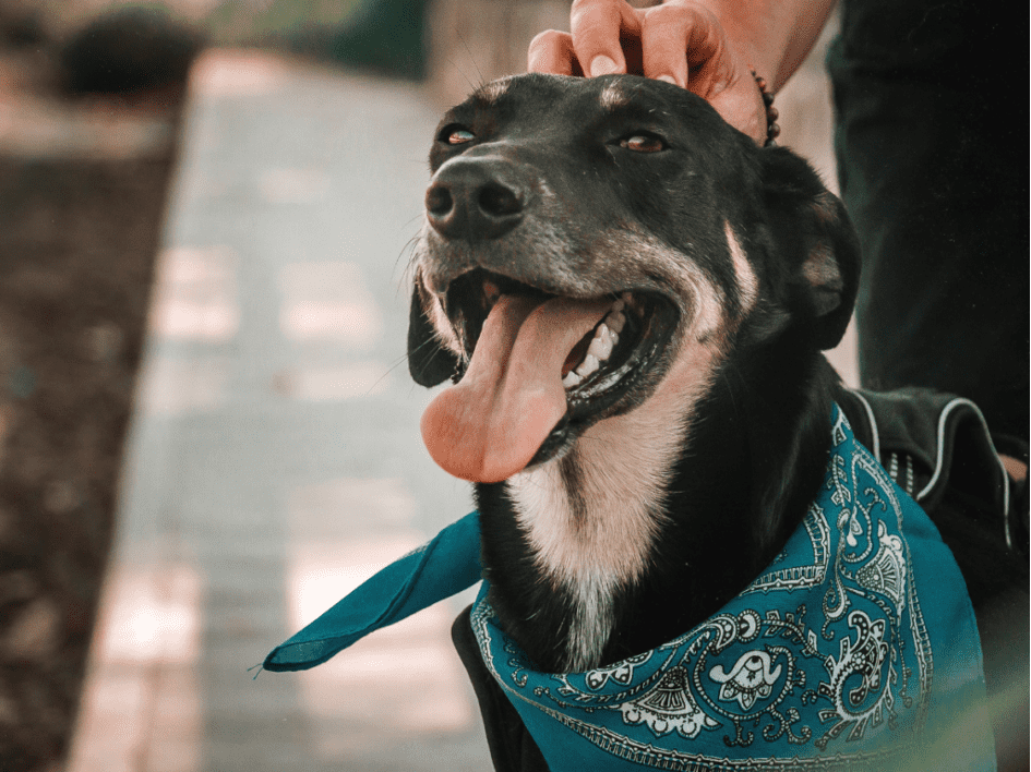 Animal de compagnie touchard Pompes funèbres Le Mans