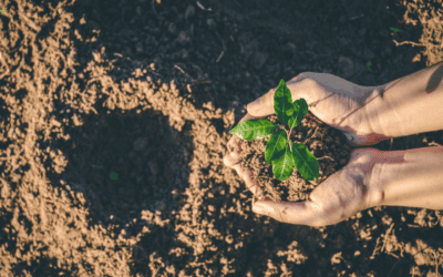 Arbre du souvenir : rendre hommage grâce à « Dans nos cœurs »