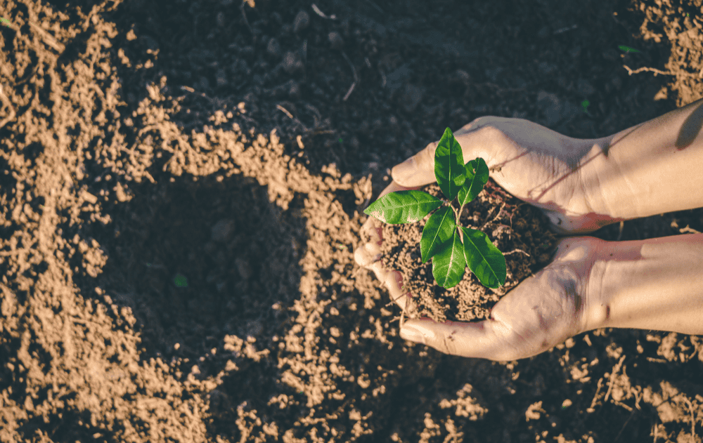 Arbre du souvenir : rendre hommage grâce à « Dans nos cœurs »