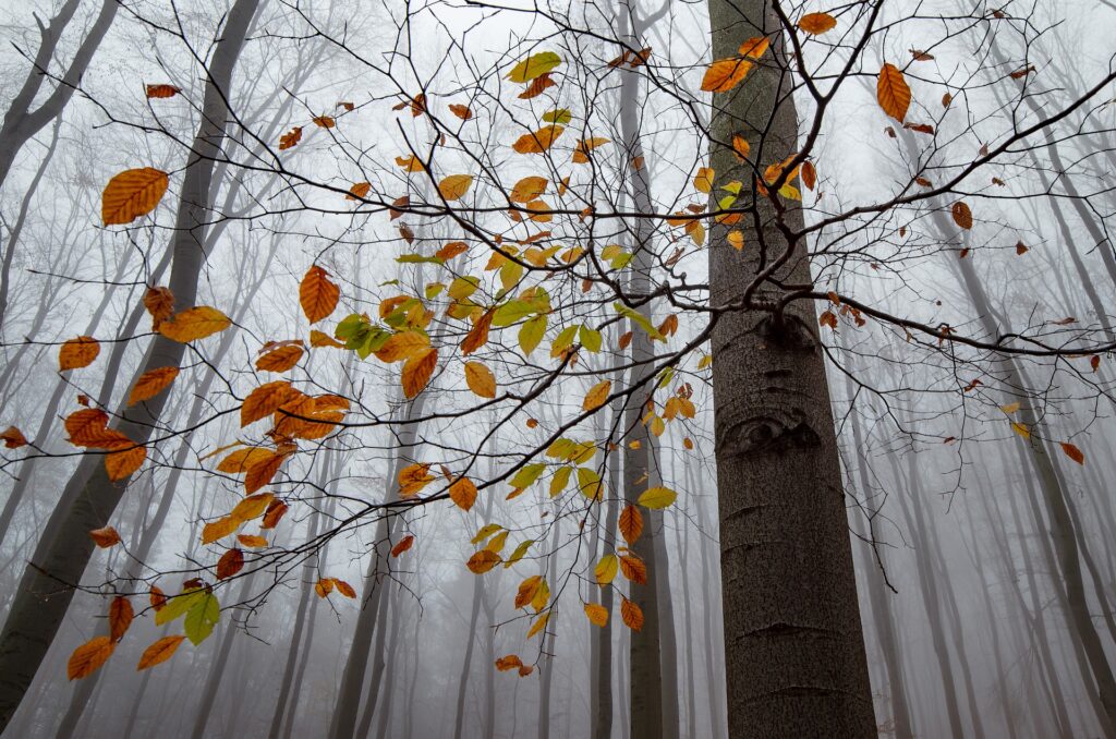 arbre caveau touchard